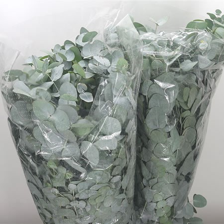 Eucalyptus Cinerea XXL