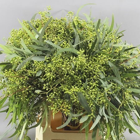 Eucalyptus Exotica Berry