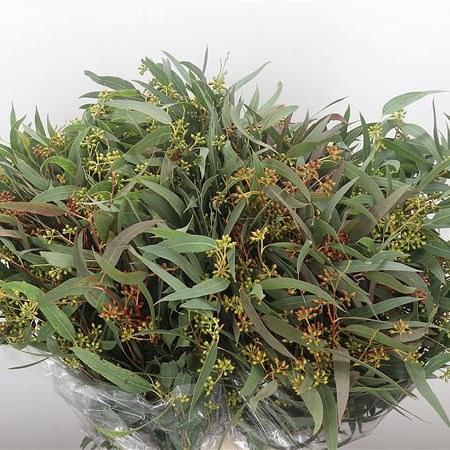 Eucalyptus Exotica Berry (Italian)