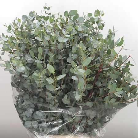 Eucalyptus Gunni