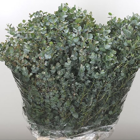 Eucalyptus Gunni (Short)