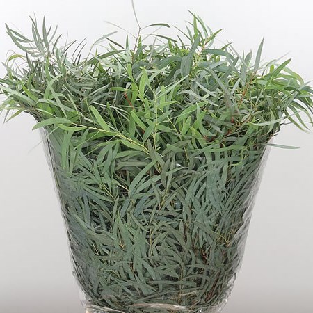 Eucalyptus Nicholii