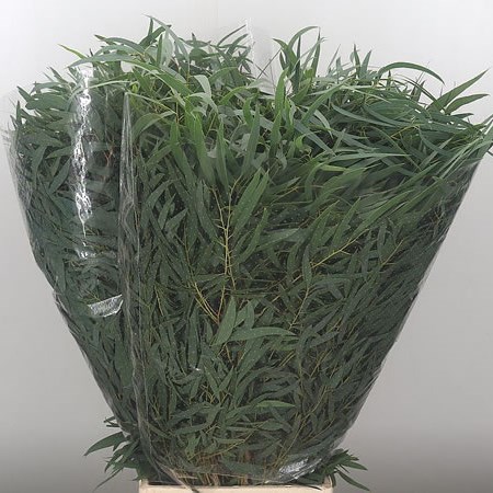 Eucalyptus Nicholii (Extra)