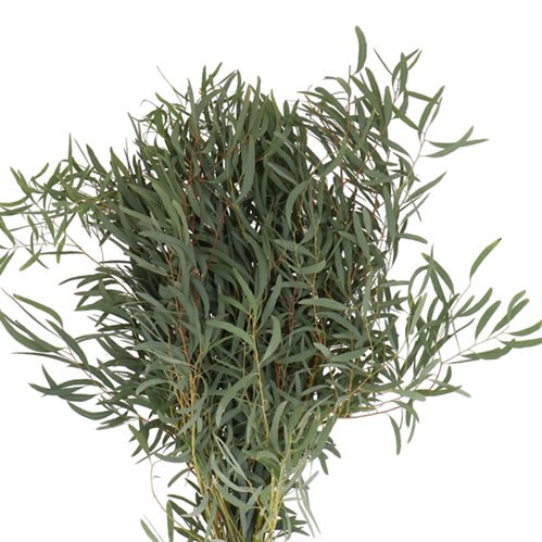 Eucalyptus Nicholii