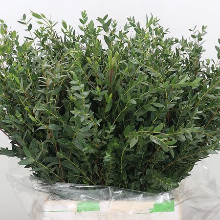 Eucalyptus Parvifolia