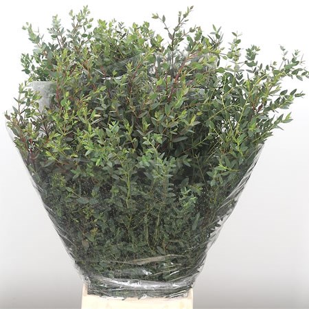 Eucalyptus Parvifolia