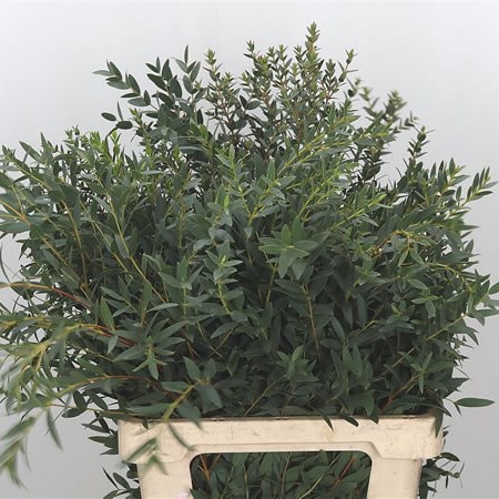Eucalyptus Parvifolia