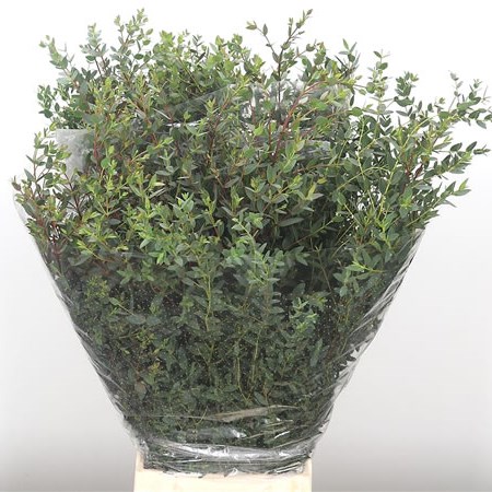 Eucalyptus Parvifolia