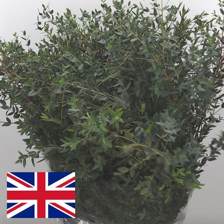 Eucalyptus Parvifolia (English)