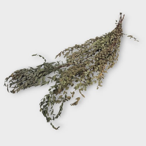 Eucalyptus Parvifolia Dried/Preserved Green & Brown