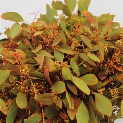 Eucalyptus Populus With Berries Dyed Autumn