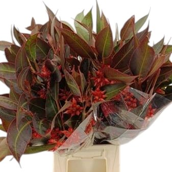 Eucalyptus Robusta Dyed Red