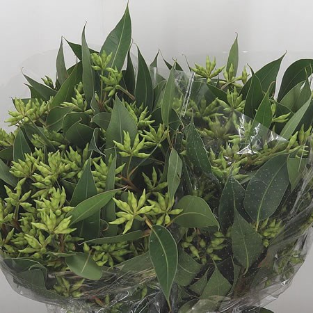 Eucalyptus Robusta with Berries
