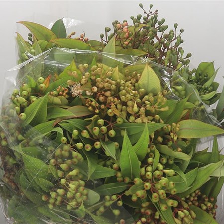 Eucalyptus Robusta with Berries