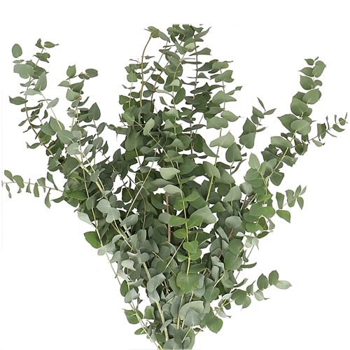 Eucalyptus Stuartiana