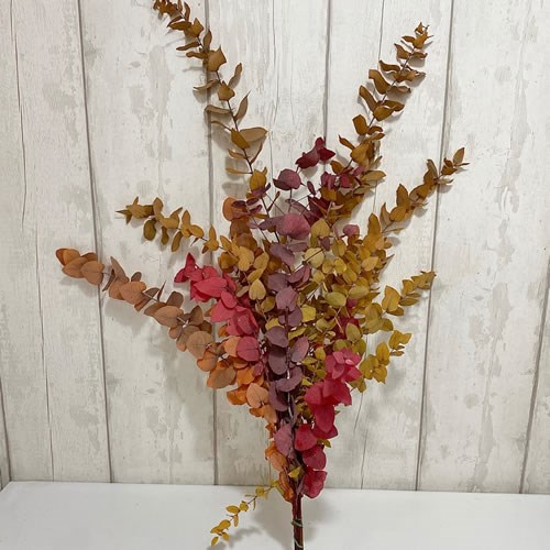 Eucalyptus Stuartiana Dyed Autumn & Preserved
