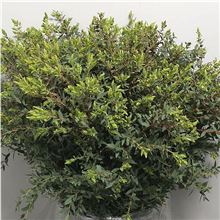 Eucalyptus parvifolia 400gm