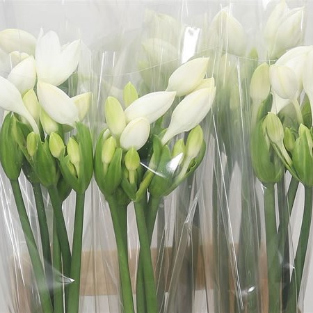 Eucharis Lily Grandiflora