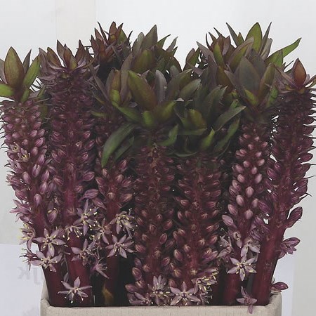 Eucomis Purple