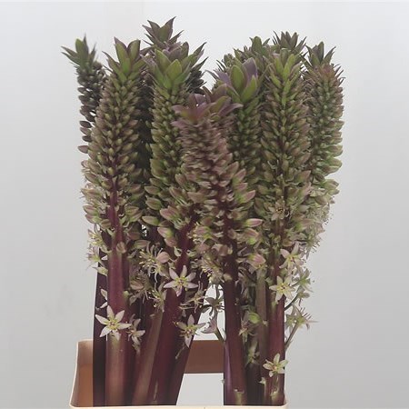 Eucomis Sparkling Burgundy