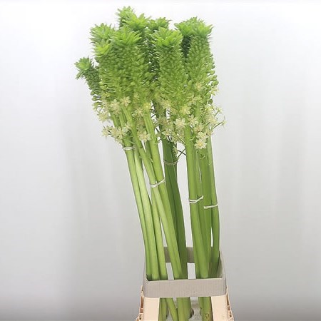 Eucomis White Goliath