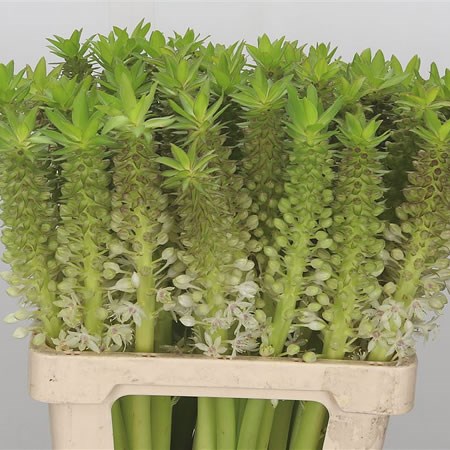 Eucomis White Kilimanjaro