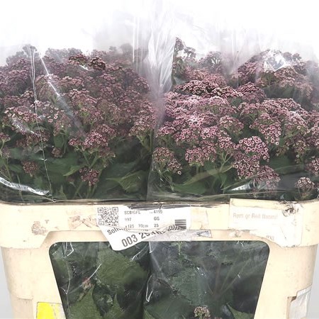 Eupatorium Lucky Pink