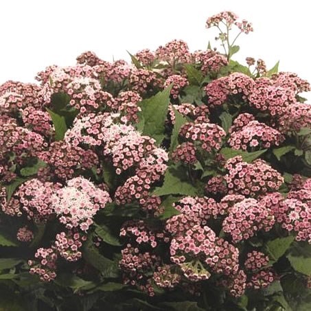 Eupatorium Lucky Pink