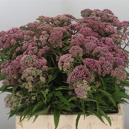 Eupatorium Purpureum