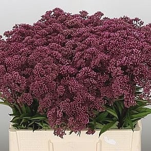 Eupatorium Purpureum