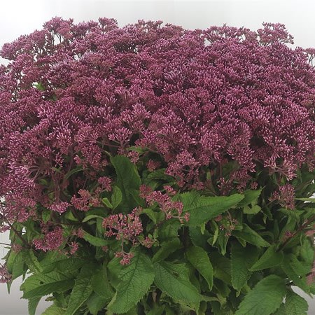 Eupatorium Purpureum (Extra)