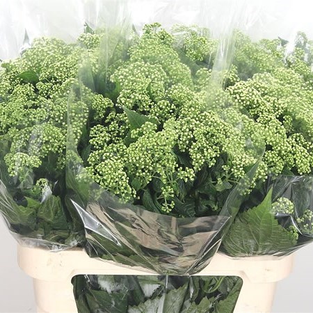 Eupatorium White