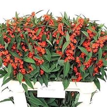 Euphorbia Queen of Orange