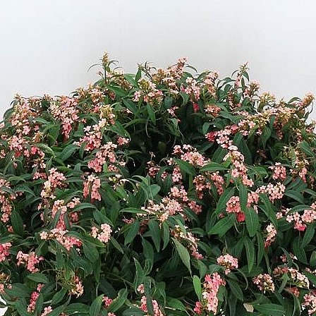 Euphorbia Pink Baron