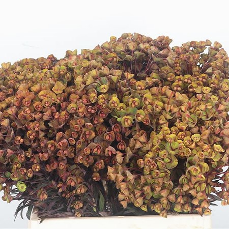 Euphorbia Purpurea