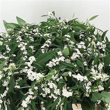 Euphorbia Quicksilver