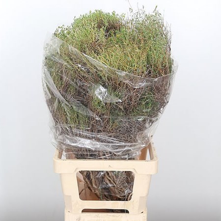 Euphorbia Spinoza Extra