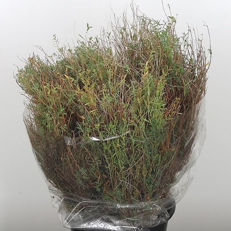 Euphorbia Spinoza
