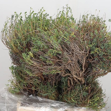 Euphorbia Spinoza