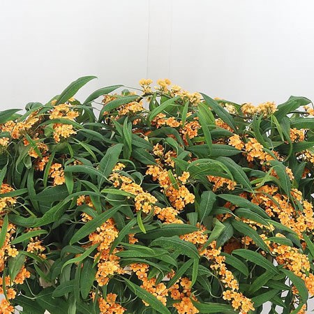 Euphorbia Sunstream