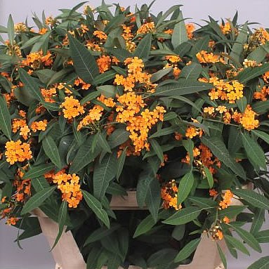 Euphorbia Sunstream