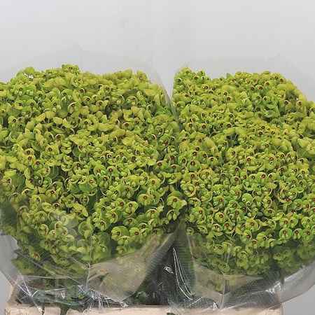 Euphorbia X Martinii