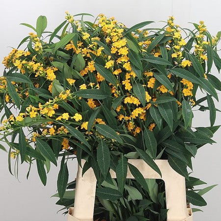 Euphorbia Yellow River