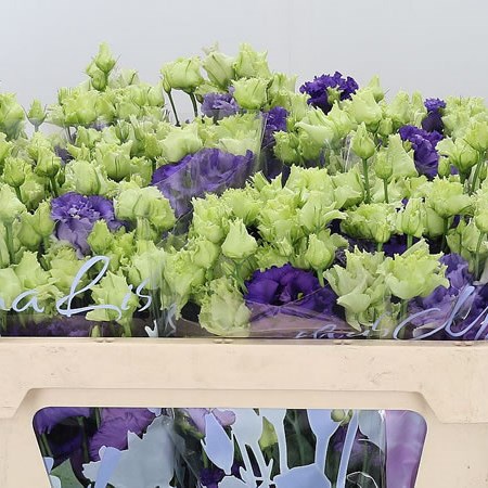 Eustoma Lisianthus Dbl. Alissa Blue