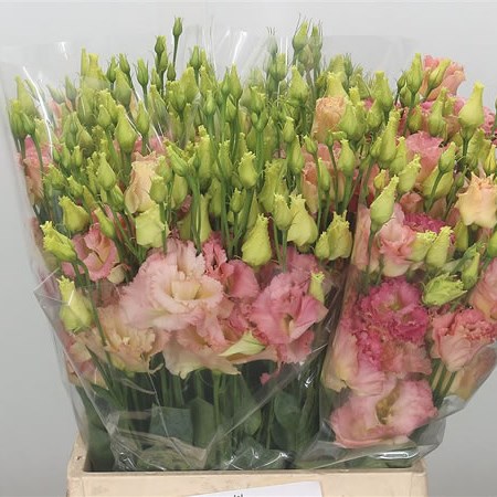 Eustoma Lisianthus Alissa Champagne