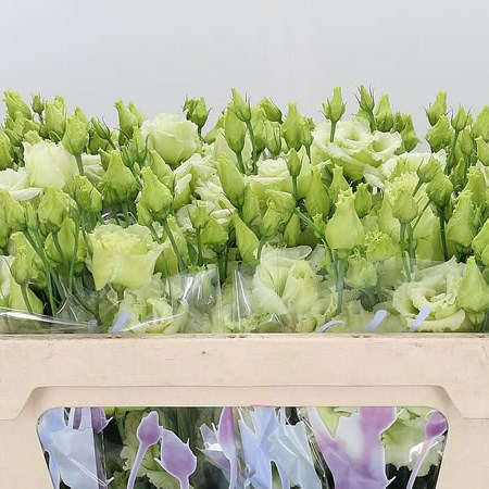 Eustoma Lisianthus Alissa Green