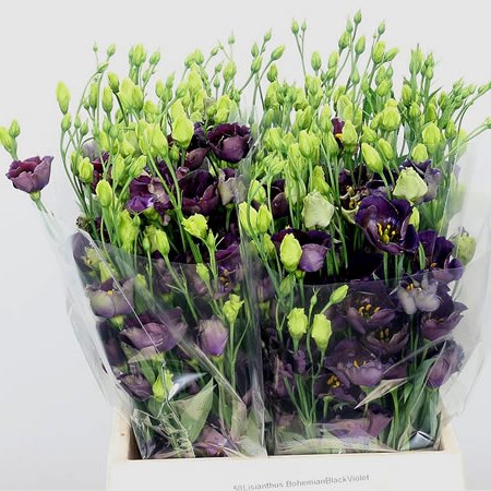 Eustoma Lisianthus Bohemian Black Violet