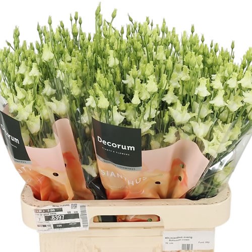 Eustoma Lisianthus Bohemian Crown