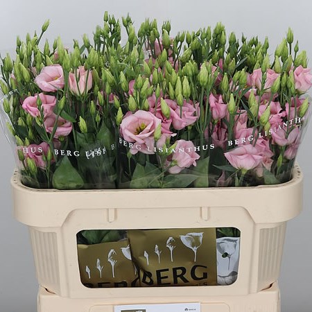 Eustoma Lisianthus Claire