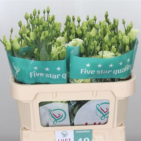 Eustoma Lisianthus Dbl. Alissa Green